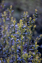 Sky Box Japanese Holly (Ilex crenata 'Farrowone') at Lakeshore Garden Centres
