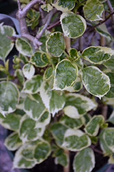 Lacy Hearts Japanese Hydrangea Vine (Schizophragma elliptifolium 'MonHart') at Lakeshore Garden Centres