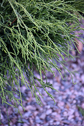 Angel Hair Threadleaf Falsecypress (Chamaecyparis pisifera 'Angel Hair') at Lakeshore Garden Centres