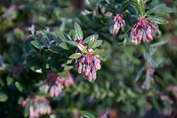Rosa's Blush Blueberry (Vaccinium darrowii 'Rosa's Blush') at Lakeshore Garden Centres