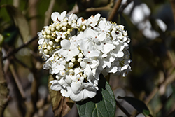 Nantucket Viburnum (Viburnum 'Nantucket') at Lakeshore Garden Centres