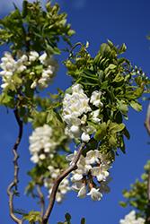 Twisted Baby Black Locust (Robinia pseudoacacia 'Lace Lady') at Green Thumb Garden Centre