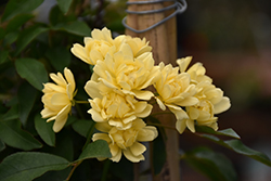 Lady Banks Rose (Rosa banksiae 'Lutea') at Lakeshore Garden Centres