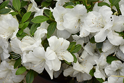 Encore Autumn Ivory Azalea (Rhododendron 'Roblev') at Lakeshore Garden Centres