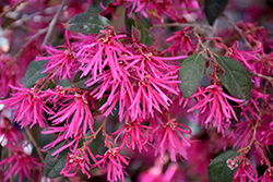 Zhuzhou Fuchsia Chinese Fringeflower (Loropetalum chinense 'Zhuzhou Fuchsia') at Lakeshore Garden Centres