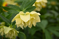 Golden Lotus Hellebore (Helleborus 'Golden Lotus') at Lakeshore Garden Centres