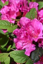 Encore Autumn Amethyst Azalea (Rhododendron 'Conlee') at Lakeshore Garden Centres