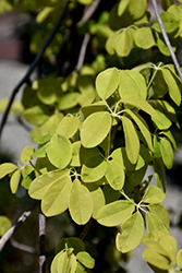 White Fiveleaf Akebia (Akebia quinata 'Shirobana') at Lakeshore Garden Centres