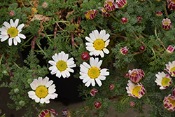 Mount Atlas Daisy (Anacyclus depressus) at Lakeshore Garden Centres