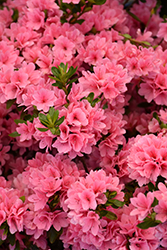 Coral Bells Azalea (Rhododendron 'Coral Bells') at Lakeshore Garden Centres