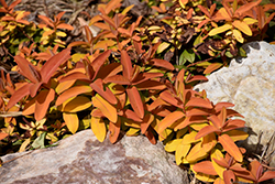 Brigadoon St. John's Wort (Hypericum calycinum 'Brigadoon') at Lakeshore Garden Centres