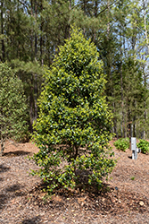 Greenleaf American Holly (Ilex opaca 'Greenleaf') at Lakeshore Garden Centres