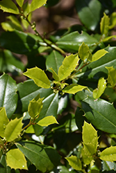 Greenleaf American Holly (Ilex opaca 'Greenleaf') at Lakeshore Garden Centres
