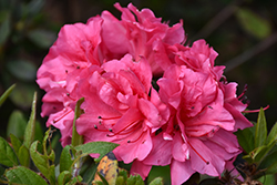 Encore Autumn Carnival Azalea (Rhododendron 'Conlet') at Lakeshore Garden Centres