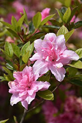 Encore Autumn Carnation Azalea (Rhododendron 'Roblec') at Lakeshore Garden Centres