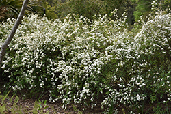 Flore Pleno Spirea (Spiraea cantoniensis 'Flore Pleno') at Lakeshore Garden Centres