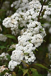 Flore Pleno Spirea (Spiraea cantoniensis 'Flore Pleno') at Lakeshore Garden Centres