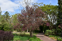 Zhuzhou Fuchsia Chinese Fringeflower (Loropetalum chinense 'Zhuzhou Fuchsia') at Lakeshore Garden Centres