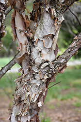Fox Valley River Birch (Betula nigra 'Little King') at Lakeshore Garden Centres