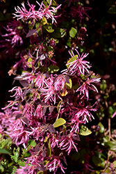 Burgundy Fringeflower (Loropetalum chinense 'Burgundy') at Lakeshore Garden Centres