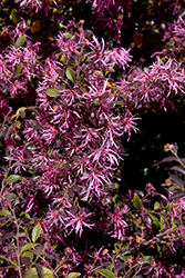 Red-Flowered Chinese Fringeflower (Loropetalum chinense 'var. rubrum') at Lakeshore Garden Centres