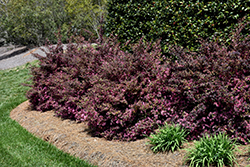 Red-Flowered Chinese Fringeflower (Loropetalum chinense 'var. rubrum') at Lakeshore Garden Centres