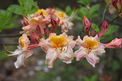Pink Carousel Azalea (Rhododendron 'Pink Carousel') at Lakeshore Garden Centres