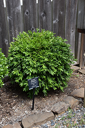 Harland Boxwood (Buxus harlandii) at Lakeshore Garden Centres