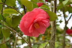 Governor Mouton Camellia (Camellia japonica 'Governor Mouton') at Lakeshore Garden Centres