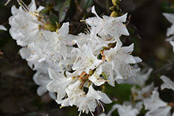 Yaku Fairy Dwarf Rhododendron (Rhododendron keiskei 'Yaku Fairy') at Lakeshore Garden Centres