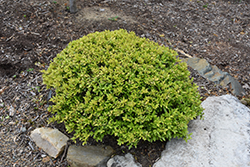 Eureka Gold Yaupon Holly (Ilex vomitoria 'HOGY') at Lakeshore Garden Centres