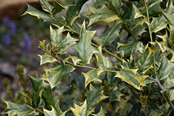 O'Spring Chinese Holly (Ilex cornuta 'O'Spring') at Lakeshore Garden Centres