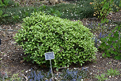 Winter Daphne (Daphne odora) at Lakeshore Garden Centres