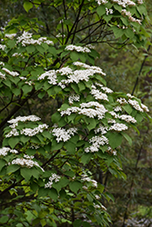 Linden Viburnum (Viburnum dilatatum) at Lakeshore Garden Centres