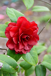 Tudor Baby Camellia (Camellia japonica 'Tudor Baby') at Lakeshore Garden Centres