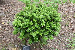 Richard Harland Boxwood (Buxus harlandii 'Richard') at Lakeshore Garden Centres