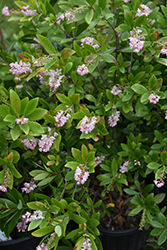Chipolo Pink Titi Tree (Cliftonia monophylla 'Chipolo Pink') at Lakeshore Garden Centres