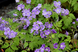 Fernleaf Phacelia (Phacelia bipinnatifida) at Lakeshore Garden Centres