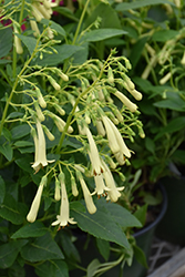 Lemon Frost Cape Fuchsia (Phygelius 'Lemon Frost') at Lakeshore Garden Centres