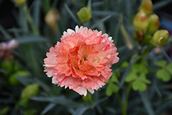 SuperTrouper Orange Carnation (Dianthus caryophyllus 'SuperTrouper Orange') at Lakeshore Garden Centres
