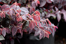 Dark Fire Fringeflower (Loropetalum chinense 'Dark Fire') at Lakeshore Garden Centres