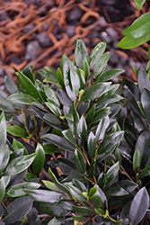 Vintage Jade Witch Hazel (Distylium 'Vintage Jade') at Lakeshore Garden Centres