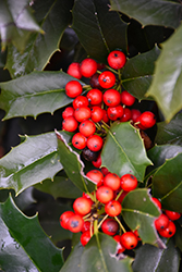 Nellie R. Stevens Holly (Ilex 'Nellie R. Stevens') at Lakeshore Garden Centres