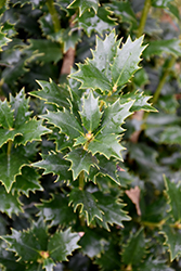 Acadiana Holly (Ilex 'Magiana') at Lakeshore Garden Centres