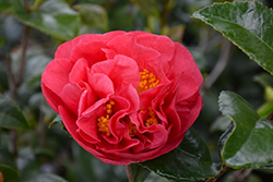 Kramer's Supreme Camellia (Camellia japonica 'Kramer's Supreme') at Lakeshore Garden Centres