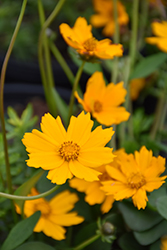 Illico Tickseed (Coreopsis grandiflora 'Illico') at Lakeshore Garden Centres
