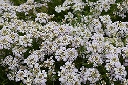 Lavish Candytuft (Iberis gibraltarica 'Lavish') at Lakeshore Garden Centres