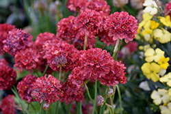 Ballerina Red False Sea Thrift (Armeria pseudarmeria 'Ballerina Red') at Peter Knippel Garden Centre