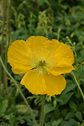 Wonderland Yellow Poppy (Papaver nudicaule 'Wonderland Yellow') at Lakeshore Garden Centres
