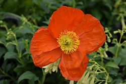 Wonderland Orange Poppy (Papaver nudicaule 'Wonderland Orange') at Lakeshore Garden Centres